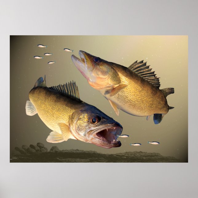Två Walleye Matar Poster (Framsidan)
