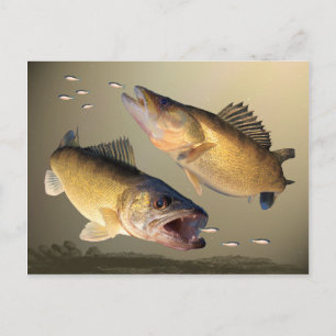 Två Walleye Matar Vykort
