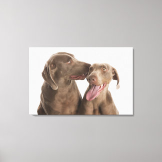Två Weimaraners Canvastryck