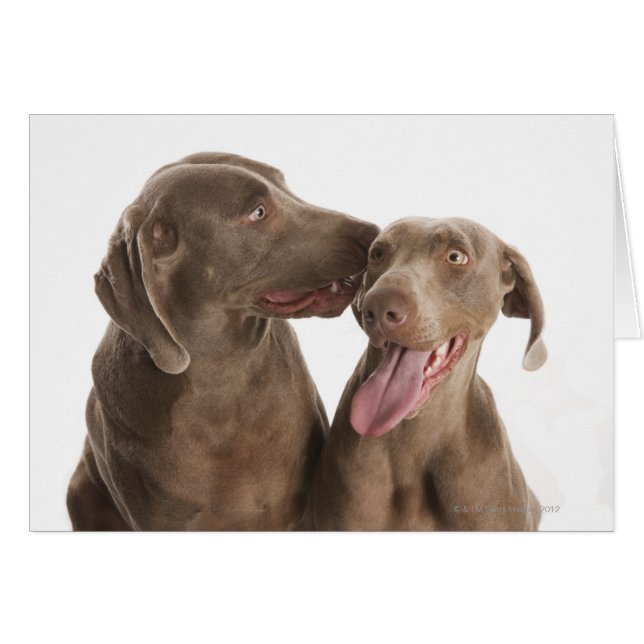 Två Weimaraners Hälsningskort (Framsidan Horizontal)