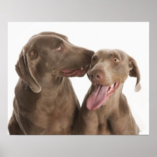 Två Weimaraners Poster
