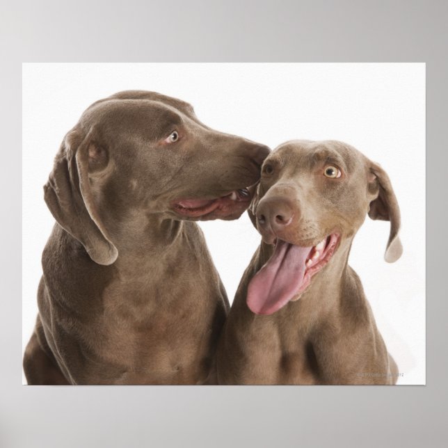 Två Weimaraners Poster (Framsidan)