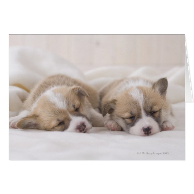 Två Welsh Corgi Sleeping Hälsningskort (Framsidan Horizontal)