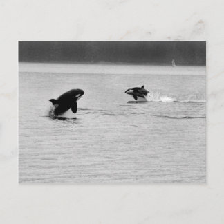TVÅ WHALES VYKORT
