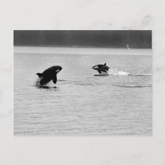 TVÅ WHALES VYKORT (Framsida)