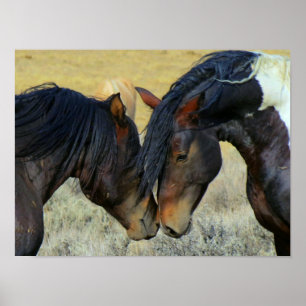 Två Wyoming Vild Horses Nuzzling Noses Poster