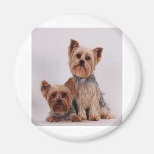 Två Yorkies Magnet