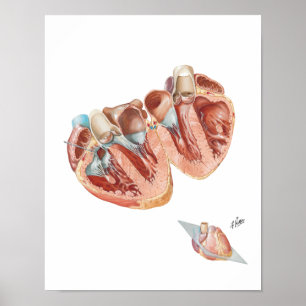 Tvärsnitt av hjärta av franka H. Netter, MD Poster