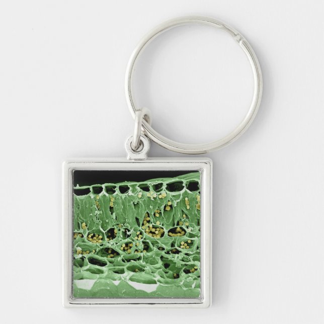 Tvärsnitt av löv fyrkantig silverfärgad nyckelring (Framsidan)