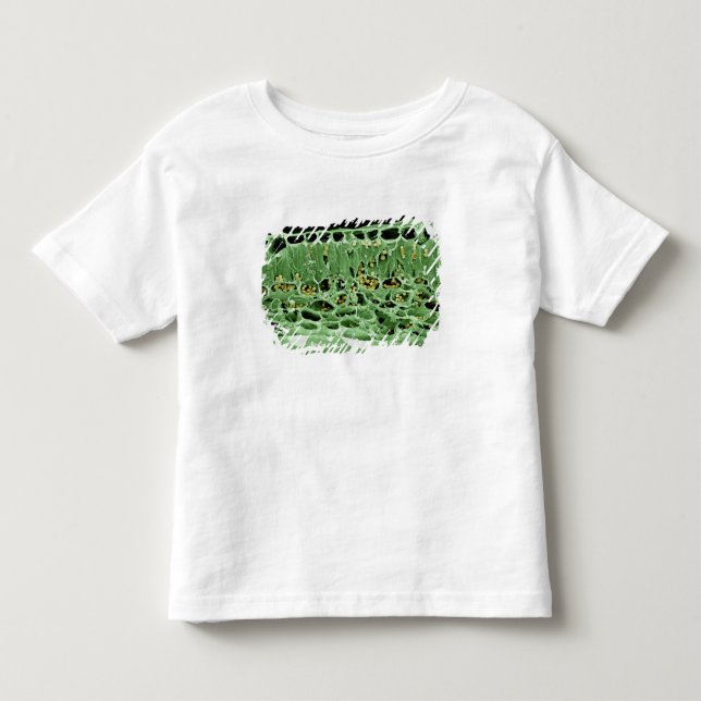 Tvärsnitt av löv t-shirt (Framsida)