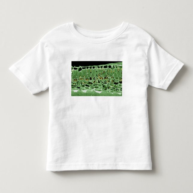 Tvärsnitt av löv t shirt (Framsida)