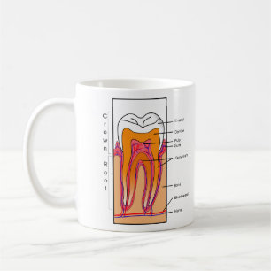 Tvärsnittdiagram av en människatand kaffemugg