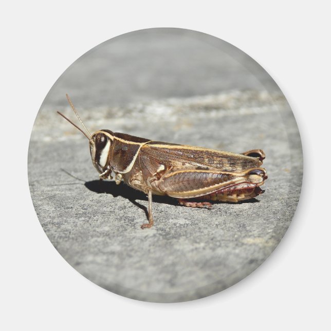 Tvåstjärtad växthus Magnet (Framsidan)