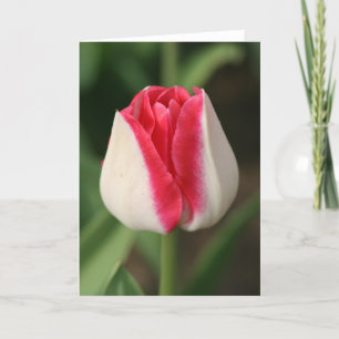 Tvåtons rosa och vit tulpan kort