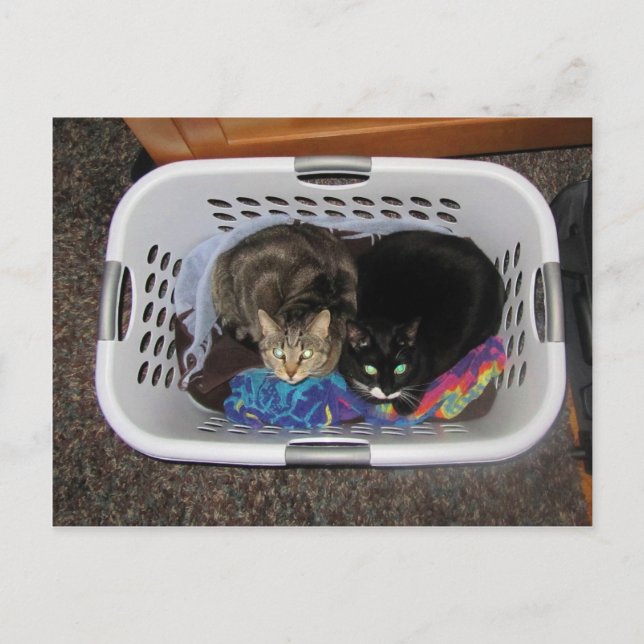 Tvätt Basket Kattunge Vykort (Framsida)