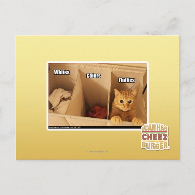Tvätt Cat Vykort (Framsida)