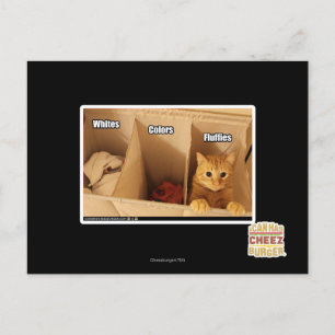 Tvätt Cat Vykort
