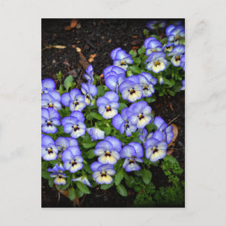 Tvätta som knappar vykort