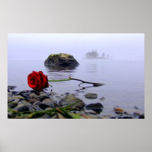 Tvättad Ashore röd ros Poster