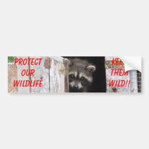 Tvättbjörn Håll dem vilda!! Bumstickare Bildekal