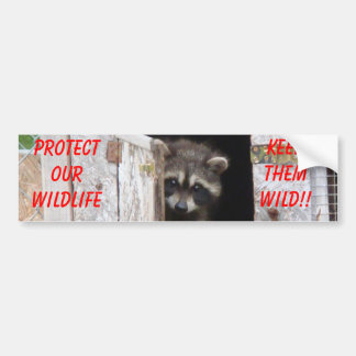 Tvättbjörn Håll dem vilda!! Bumstickare Bildekal