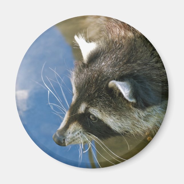 Tvättbjörn Magnet (Framsidan)