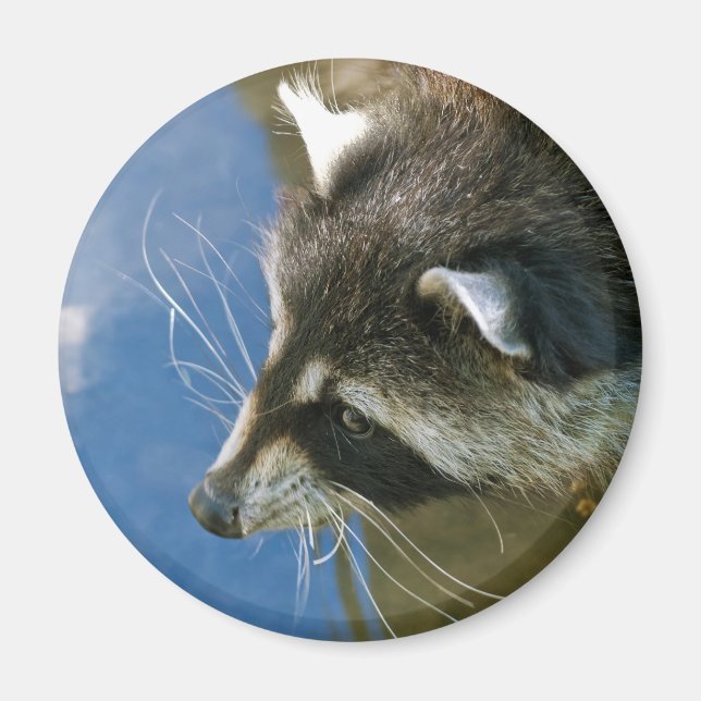 Tvättbjörn Magnet (Framsidan)