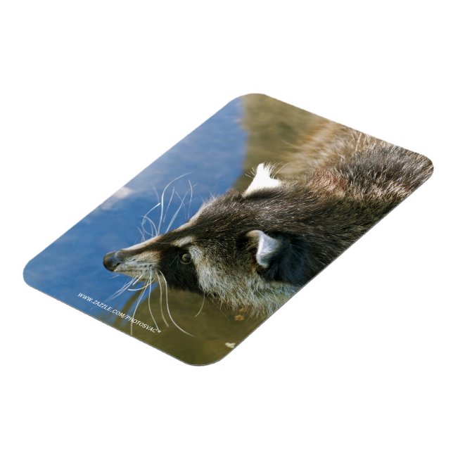 Tvättbjörn Magnet (Vänstra Sidan)