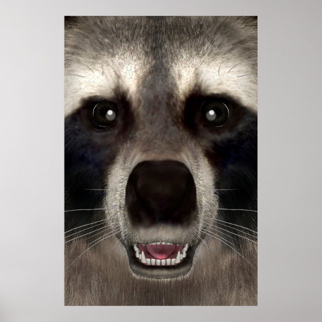 Tvättbjörn Poster (Framsidan)