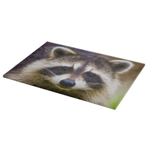 Tvättbjörn, Procyon lotor