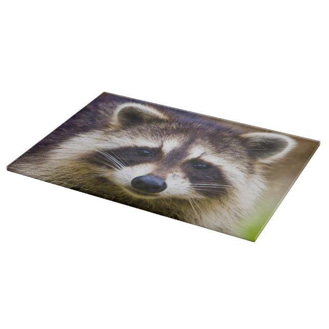 Tvättbjörn, Procyon lotor (Hörn)