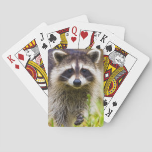 Tvättbjörn, Procyon lotor Casinokort