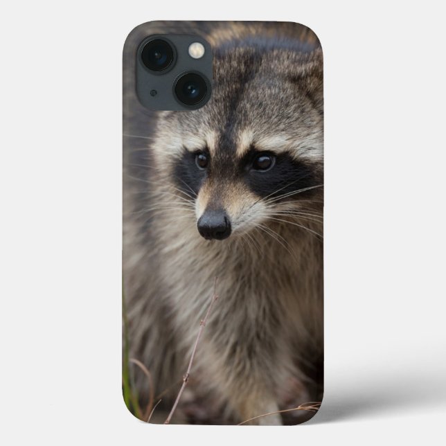 Tvättbjörn, Procyon lotor, Florida (Baksida)