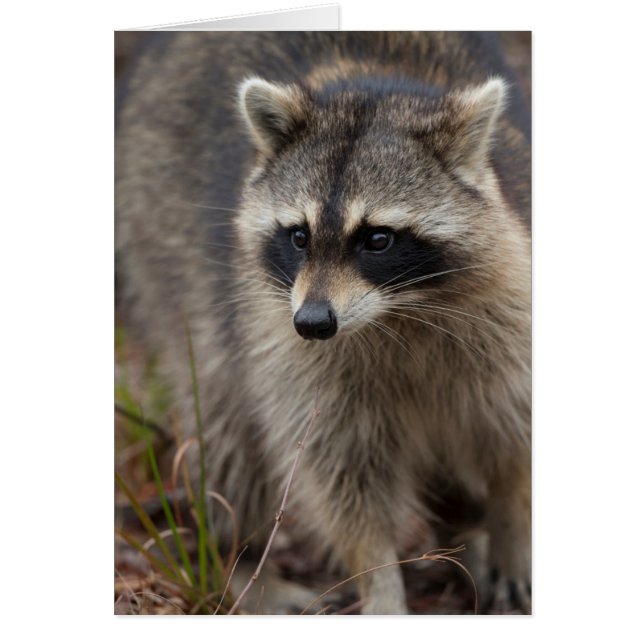 Tvättbjörn, Procyon lotor, Florida Hälsningskort (Framsidan)