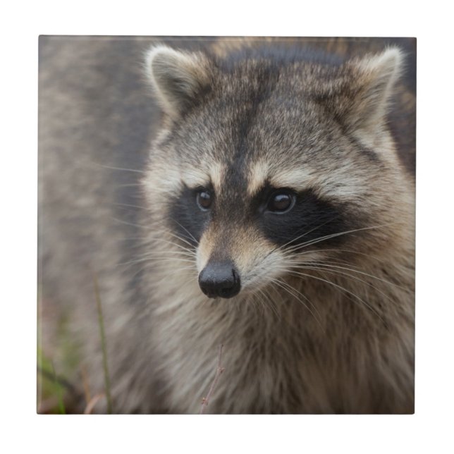 Tvättbjörn, Procyon lotor, Florida Kakelplatta (Framsidan)