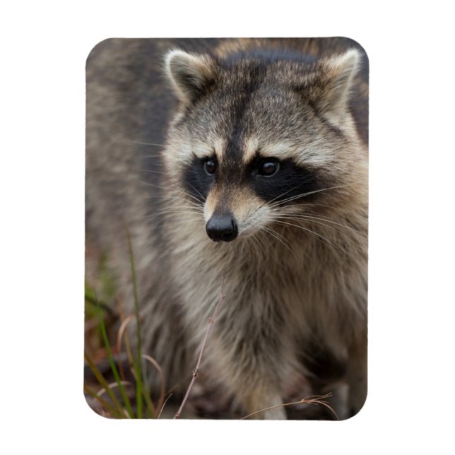 Tvättbjörn, Procyon lotor, Florida Magnet (Vertikal)