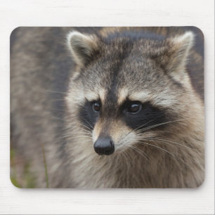 Tvättbjörn, Procyon lotor, Florida Musmatta