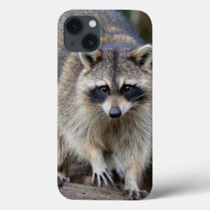 Tvättbjörn, Procyon lotor, Florida, USA 2