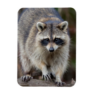 Tvättbjörn, Procyon lotor, Florida, USA 2 Magnet