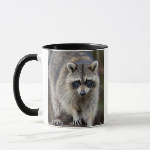 Tvättbjörn, Procyon lotor, Florida, USA 2 Mugg