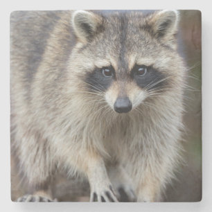 Tvättbjörn, Procyon lotor, Florida, USA 2 Stenunderlägg