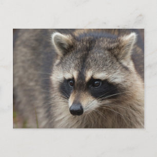 Tvättbjörn, Procyon lotor, Florida Vykort