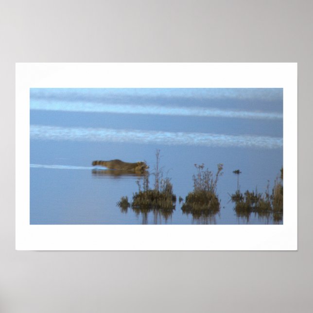 Tvättbjörn Simmande Fotoaffisch Poster (Framsidan)