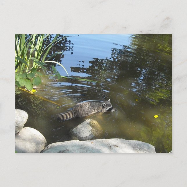 Tvättbjörn tar dopp vykort (Framsida)