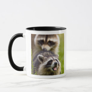 Tvättbjörnen, Procyon lotor, är en vida spridd, Mugg