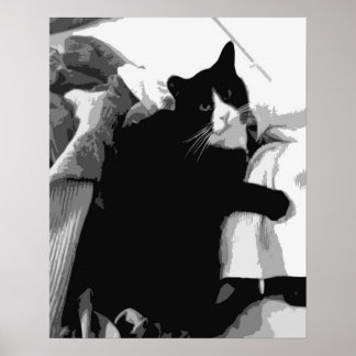 Tvättkatt poster