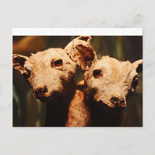 Tvåväggigt getkött vykort (Framsida)