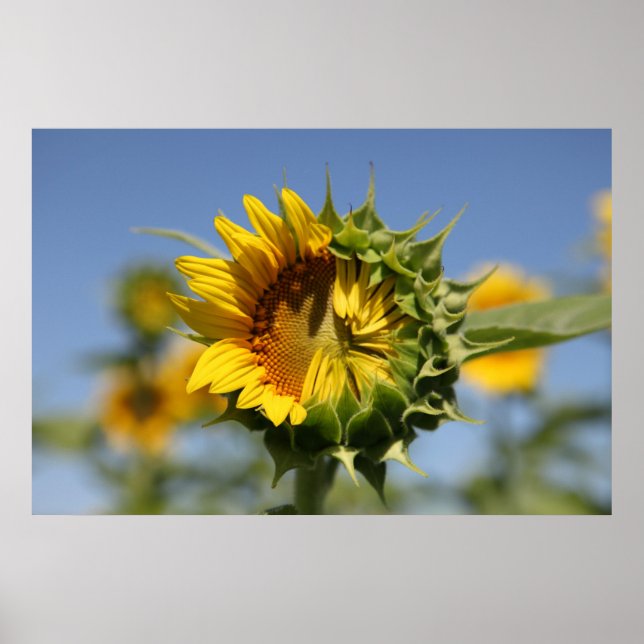 tveksam poster (Framsidan)