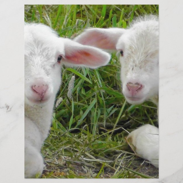 Tvilling- Lambbaby djur som är tänkande av dig (Framsida)