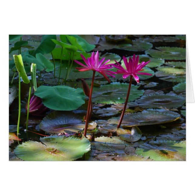 Tvilling- Pinks Hälsningskort (Framsidan Horizontal)